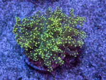 Carregar imagem no visualizador da galeria, FK Yellow Tip Yaeyamaensis Euphyllia