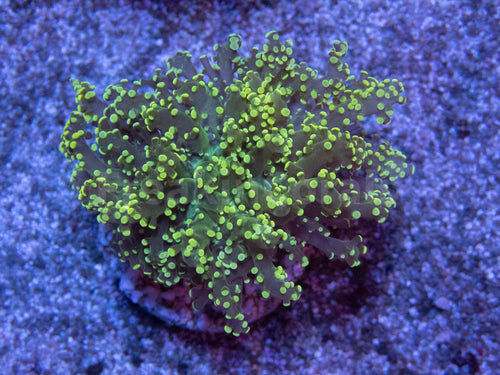 FK Yellow Tip Yaeyamaensis Euphyllia