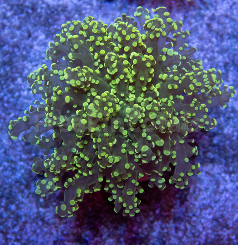 FK Yellow Tip Yaeyamaensis Euphyllia