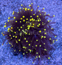 Carregar imagem no visualizador da galeria, FK Gold Tip Honey Glabrescens Euphyllia (NEW COLOUR- 1 - 2 Heads)