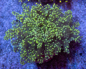 FK Yellow Tip Yaeyamaensis Euphyllia