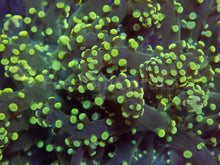 Carregar imagem no visualizador da galeria, FK Yellow Tip Yaeyamaensis Euphyllia