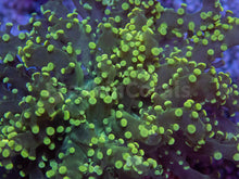 Carregar imagem no visualizador da galeria, FK Yellow Tip Yaeyamaensis Euphyllia