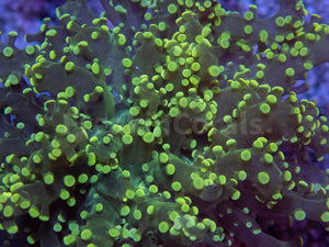 FK Yellow Tip Yaeyamaensis Euphyllia