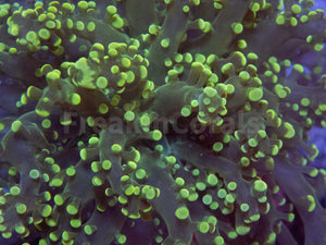 FK Yellow Tip Yaeyamaensis Euphyllia