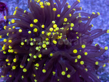 Carregar imagem no visualizador da galeria, FK Gold Tip Honey Glabrescens Euphyllia (NEW COLOUR- 1 - 2 Heads)