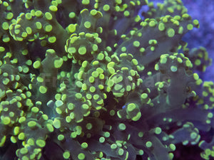 FK Yellow Tip Yaeyamaensis Euphyllia