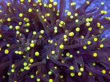 Carregar imagem no visualizador da galeria, FK Gold Tip Honey Glabrescens Euphyllia (NEW COLOUR- 1 - 2 Heads)