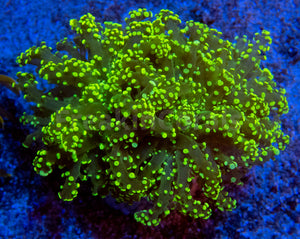 FK Yellow Tip Yaeyamaensis Euphyllia