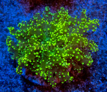 Carregar imagem no visualizador da galeria, FK Yellow Tip Yaeyamaensis Euphyllia