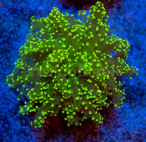 FK Yellow Tip Yaeyamaensis Euphyllia