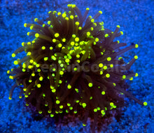 Carregar imagem no visualizador da galeria, FK Gold Tip Honey Glabrescens Euphyllia (NEW COLOUR- 1 - 2 Heads)