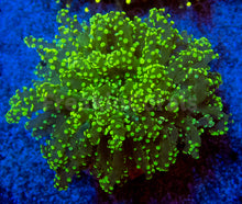 Carregar imagem no visualizador da galeria, FK Yellow Tip Yaeyamaensis Euphyllia