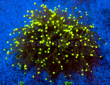 Load image into Gallery viewer, FK Gold Tip Honey Glabrescens Euphyllia (NEW COLOUR- 1 - 2 Heads)