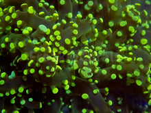 Carregar imagem no visualizador da galeria, FK Yellow Tip Yaeyamaensis Euphyllia