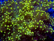 Carregar imagem no visualizador da galeria, FK Yellow Tip Yaeyamaensis Euphyllia