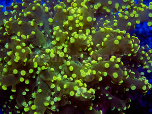 FK Yellow Tip Yaeyamaensis Euphyllia