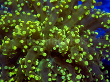 Carregar imagem no visualizador da galeria, FK Yellow Tip Yaeyamaensis Euphyllia