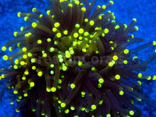 Carregar imagem no visualizador da galeria, FK Gold Tip Honey Glabrescens Euphyllia (NEW COLOUR- 1 - 2 Heads)