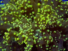 Carregar imagem no visualizador da galeria, FK Yellow Tip Yaeyamaensis Euphyllia