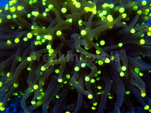 Carregar imagem no visualizador da galeria, FK Gold Tip Honey Glabrescens Euphyllia (NEW COLOUR- 1 - 2 Heads)