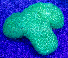 Carregar imagem no visualizador da galeria, FK Jade Spark Short Polyp Goniopora (Fiji)