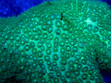 Carregar imagem no visualizador da galeria, FK Jade Spark Short Polyp Goniopora (Fiji)