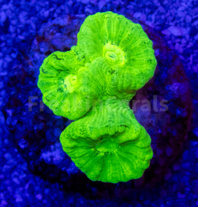 FK Super Fluor Caulastrea Furcata