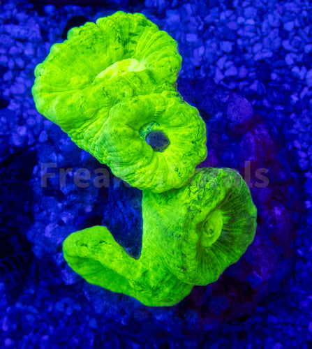 FK Super Fluor Caulastrea Furcata