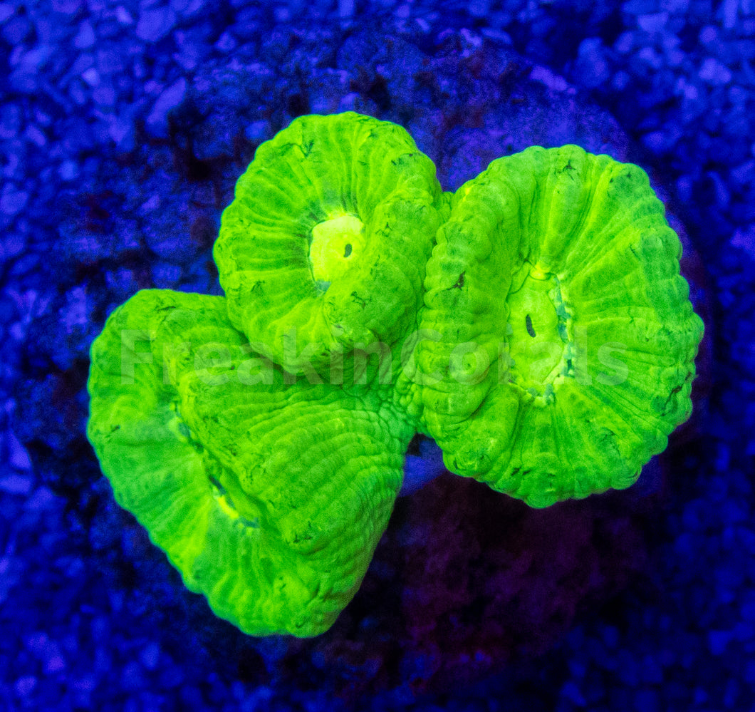 FK Super Fluor Caulastrea Furcata