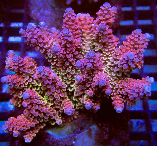 FK Fire Drop Acropora spp.