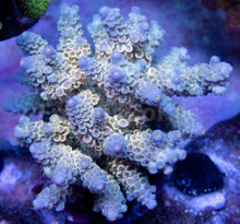 Load image into Gallery viewer, FK Blue Dream Tenuis Acropora
