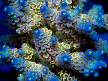 Load image into Gallery viewer, FK Blue Dream Tenuis Acropora