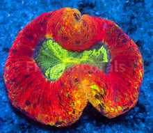 Load image into Gallery viewer, FK Candy Apple Trachyphyllia