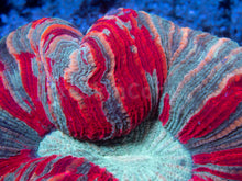 Load image into Gallery viewer, FK Red &amp; Green Bulls Eye Trachyphyllia