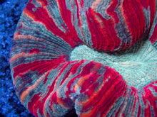 Load image into Gallery viewer, FK Red &amp; Green Bulls Eye Trachyphyllia
