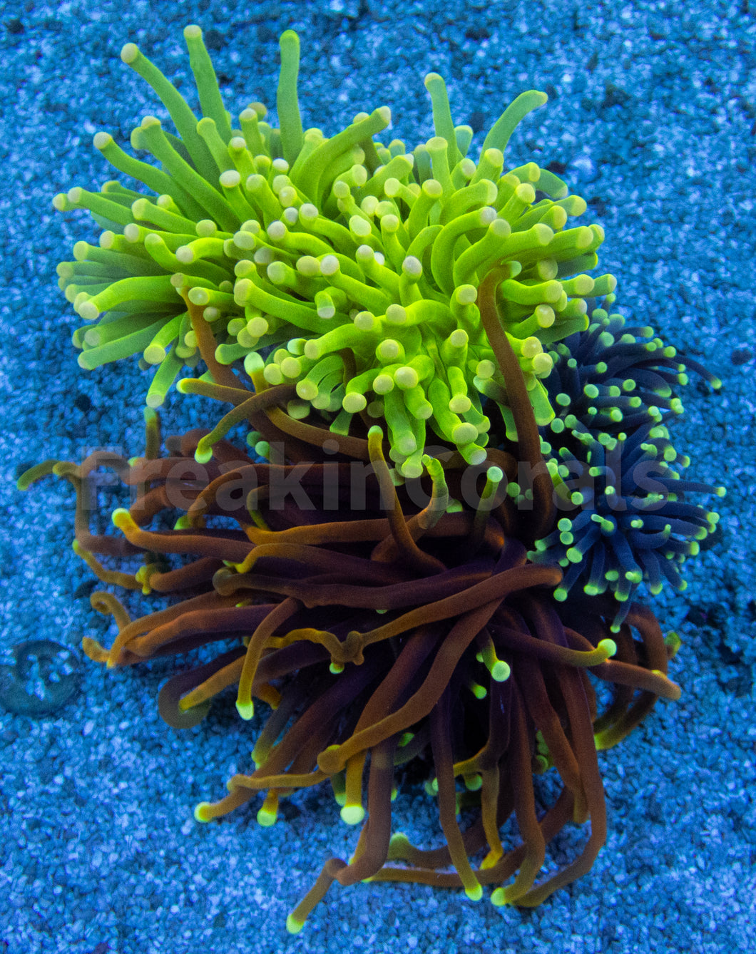 FK ULTRA Torch Euphyllia Mix (4 Heads -  4 Colours)