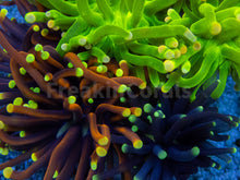 Carregar imagem no visualizador da galeria, FK ULTRA Torch Euphyllia Mix (4 Heads -  4 Colours)