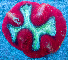 Load image into Gallery viewer, Crimson Halo Wellsophyllia