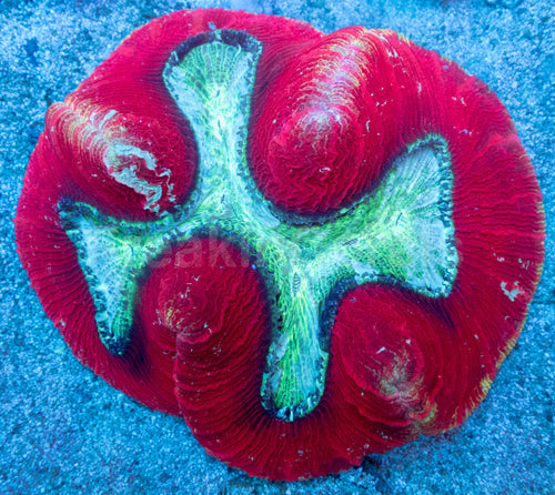 Crimson Halo Wellsophyllia