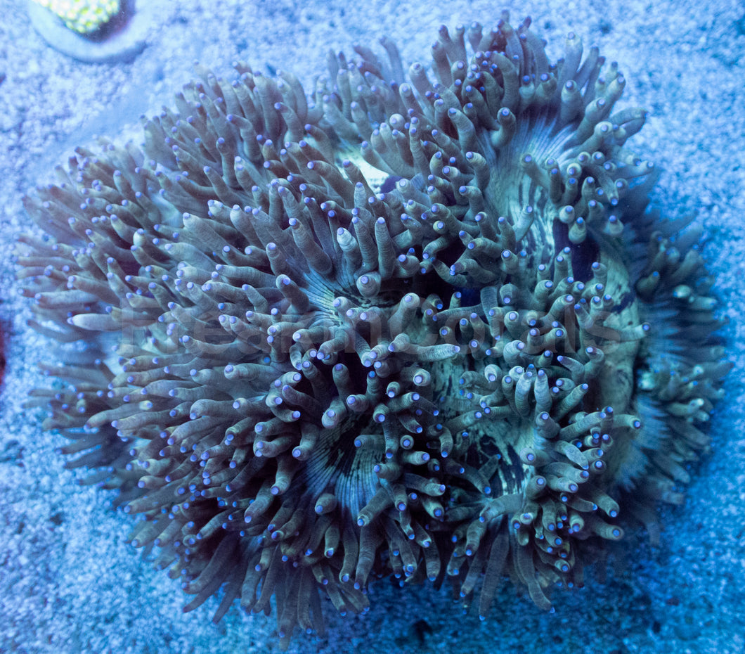 Emerald Dream Catalaphyllia