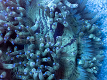 Load image into Gallery viewer, Emerald Dream Catalaphyllia