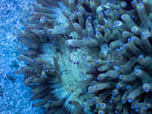 Load image into Gallery viewer, Emerald Dream Catalaphyllia