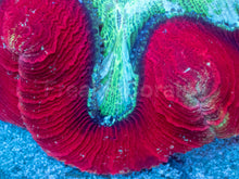 Load image into Gallery viewer, Crimson Halo Wellsophyllia