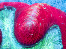 Load image into Gallery viewer, Crimson Halo Wellsophyllia