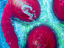 Load image into Gallery viewer, Crimson Halo Wellsophyllia