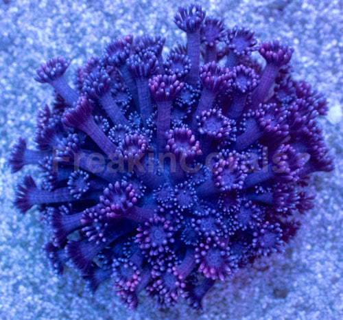 Violet Bloom Goniopora