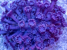 Load image into Gallery viewer, Violet Bloom Goniopora