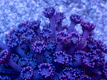 Load image into Gallery viewer, Violet Bloom Goniopora