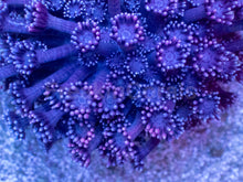 Load image into Gallery viewer, Violet Bloom Goniopora